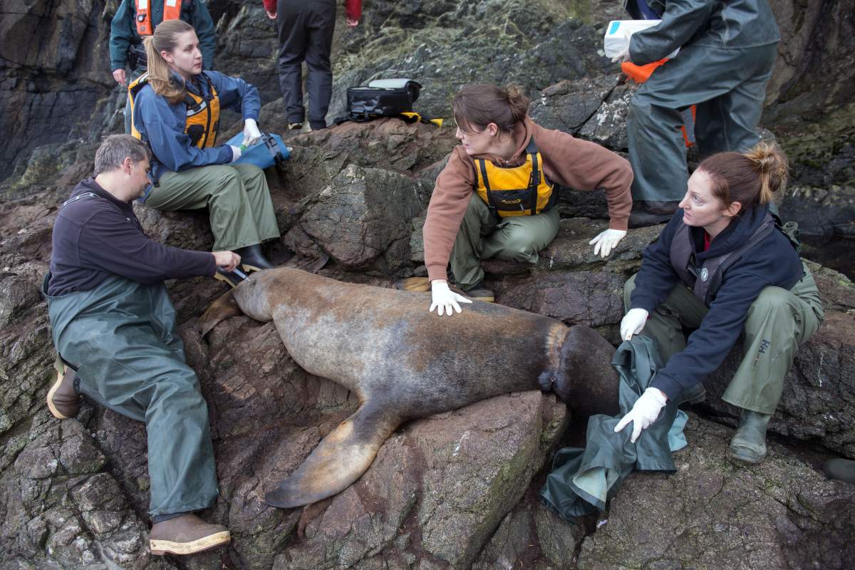 The team working on one of the tangled sea lions. Credit: Vancouver Aquarium