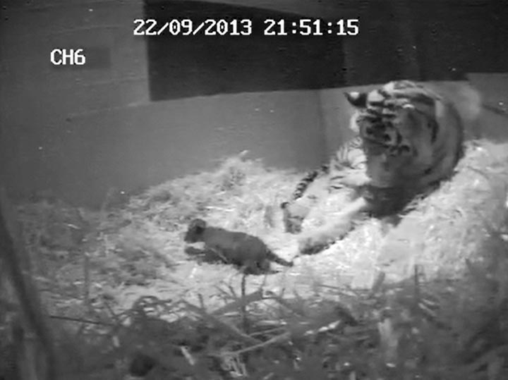 In this file image from video taken Sunday Sept 22, 2013 and made available by London Zoo of  the first tiger cub for 17 years to be  born at the zoo. A rare Sumatran tiger cub has died at the London Zoo three weeks after its birth was recorded by a hidden camera. 