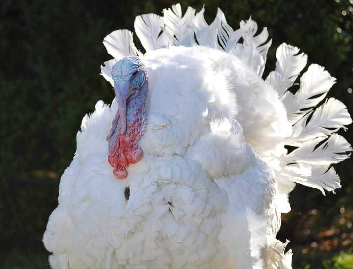 Cobbler is seen before being pardoned by US President Barack Obama ahead of the annual Thanksgiving turkey pardon on November 21 , 2012 at the White House in Washington, DC. 