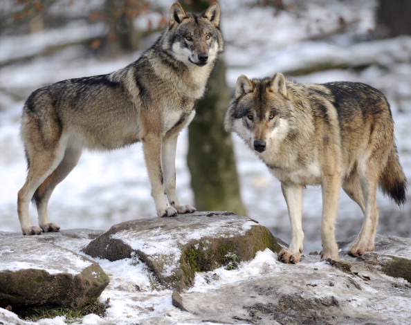 Wolves, file photo.