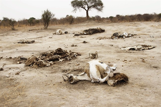 Rotting elephant carcasses in Hwange National Park , Zimbabwe.