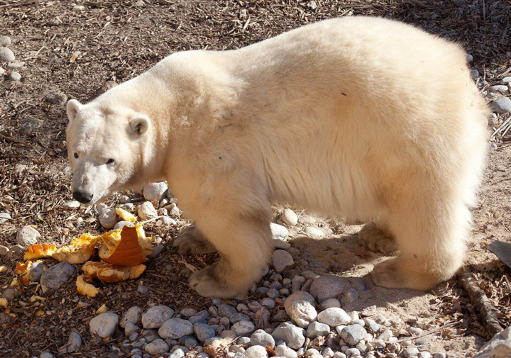 Hudson carves up a pumpkin at the Assiniboine Park Zoo.