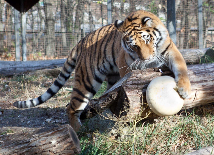 A tiger sneaks up on a gourd before Halloween at the Assiniboine Park Zoo.