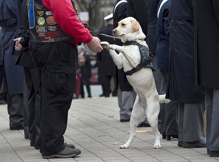 Thai, a service dog that helps his owner, Cedric Cousineau, a retired air force navigator who was awarded the Star of Courage, deal with post-traumatic stress disorder, attends the Remembrance Day ceremonies at the Grand Parade in Halifax on Monday, Nov. 11, 2013. A veteran with post-traumatic stress disorder says he and his service dog were denied entry to a restaurant in Prince Albert, Saskatchewan.
