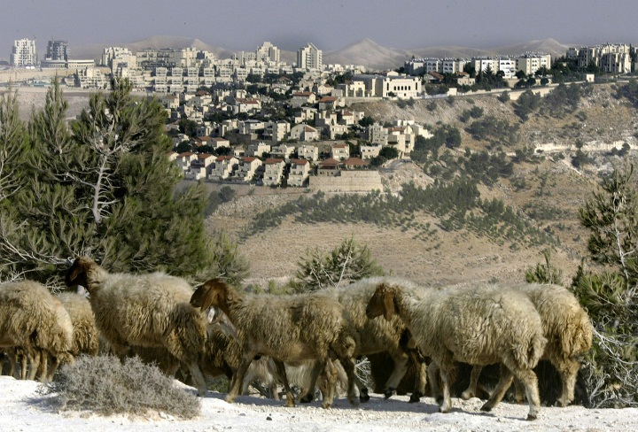 Sheep graze in front of Maaleh Adumim, the largest Jewish settlement in the West Bank, five miles (8 kilometer) east of Jerusalem, in this Aug. 25, 2005 file photo.