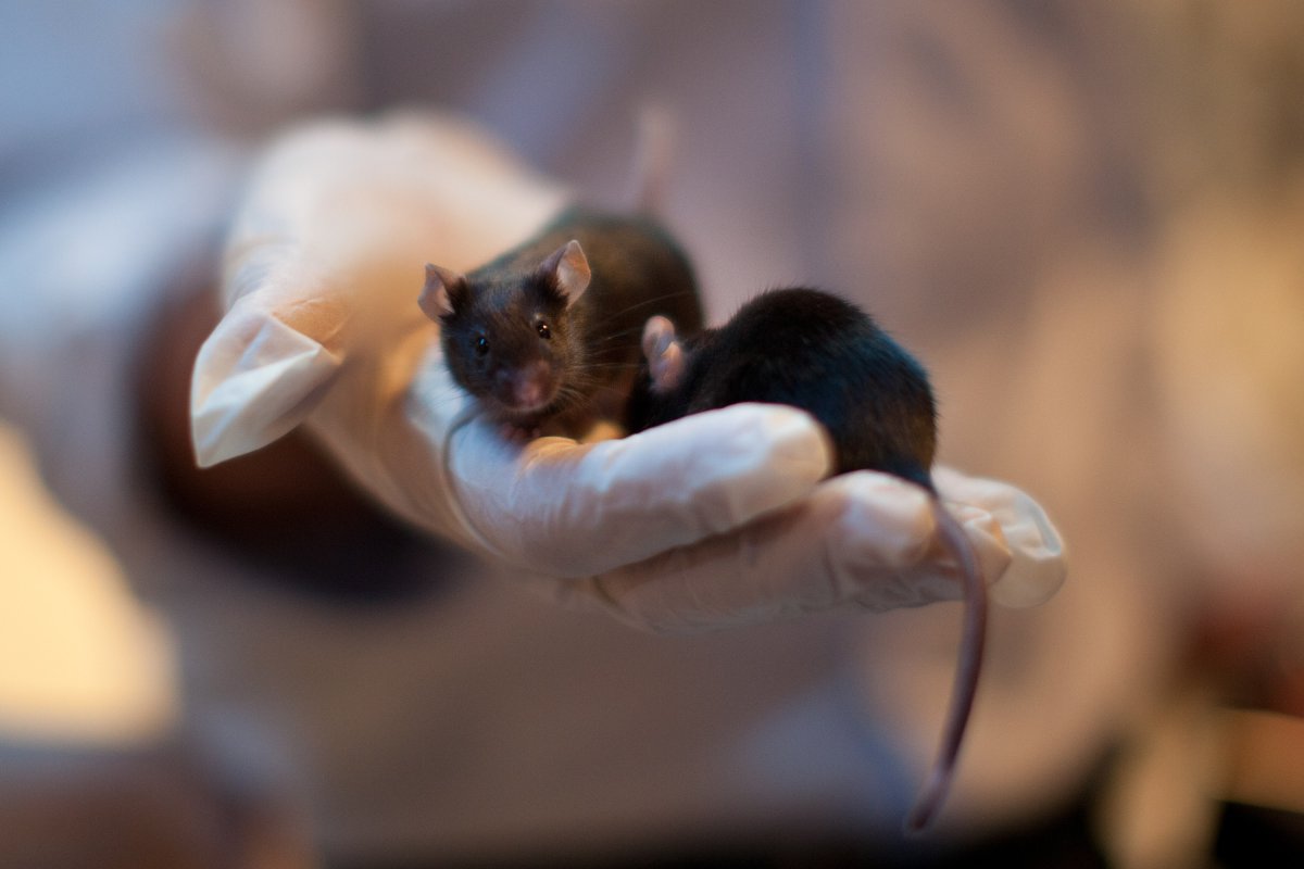 Scientists have been carving away at treating and preventing AIDS, but in latest research, they say they’ve come closer to getting rid of the HIV virus in living animals simply by cutting it out.