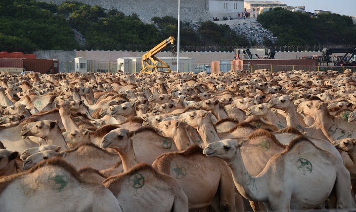 Hundreds of camels wait at Mogadishu's seaport to be exported to Saudi Arabia on March 8, 2013.