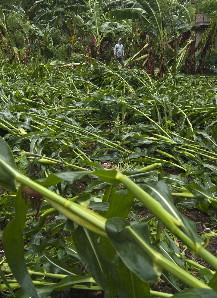 A farmer inspects his cornfields that was damage by the passing of Super Typhoon Haiyan into coastal communities on the central island of Cebu.(STR/AFP/Getty Images)