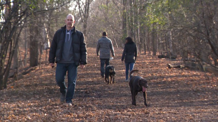 Jamie Parker takes a stroll with his chocolate labrador in Beaconfield's Angell Woods.