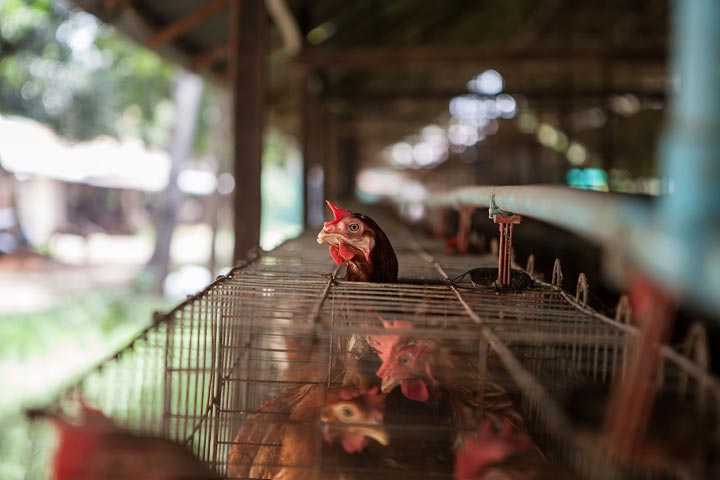 Bird Flu Strain Infects Human For 1st Time - National | Globalnews.ca