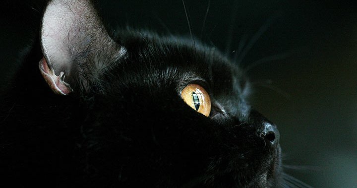 Toronto holds Black Friday adoption blitz for homeless black cats