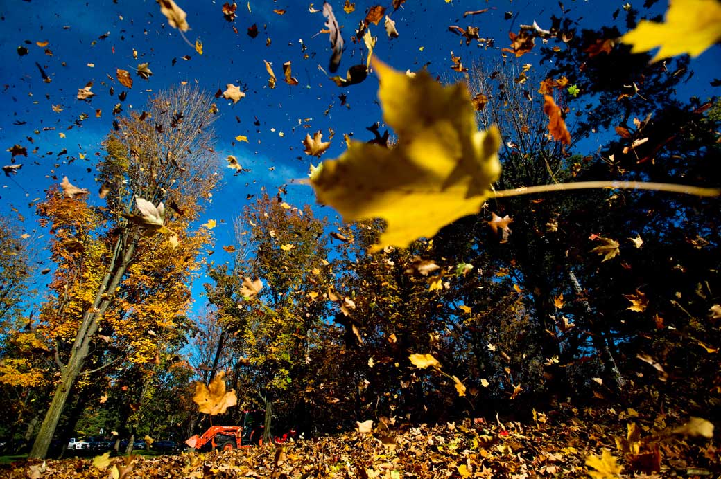 Before you rake up the leaves, don't forget to leave some behind to help shelter small critters and insects for the winter and to provide a natural fertilizer.