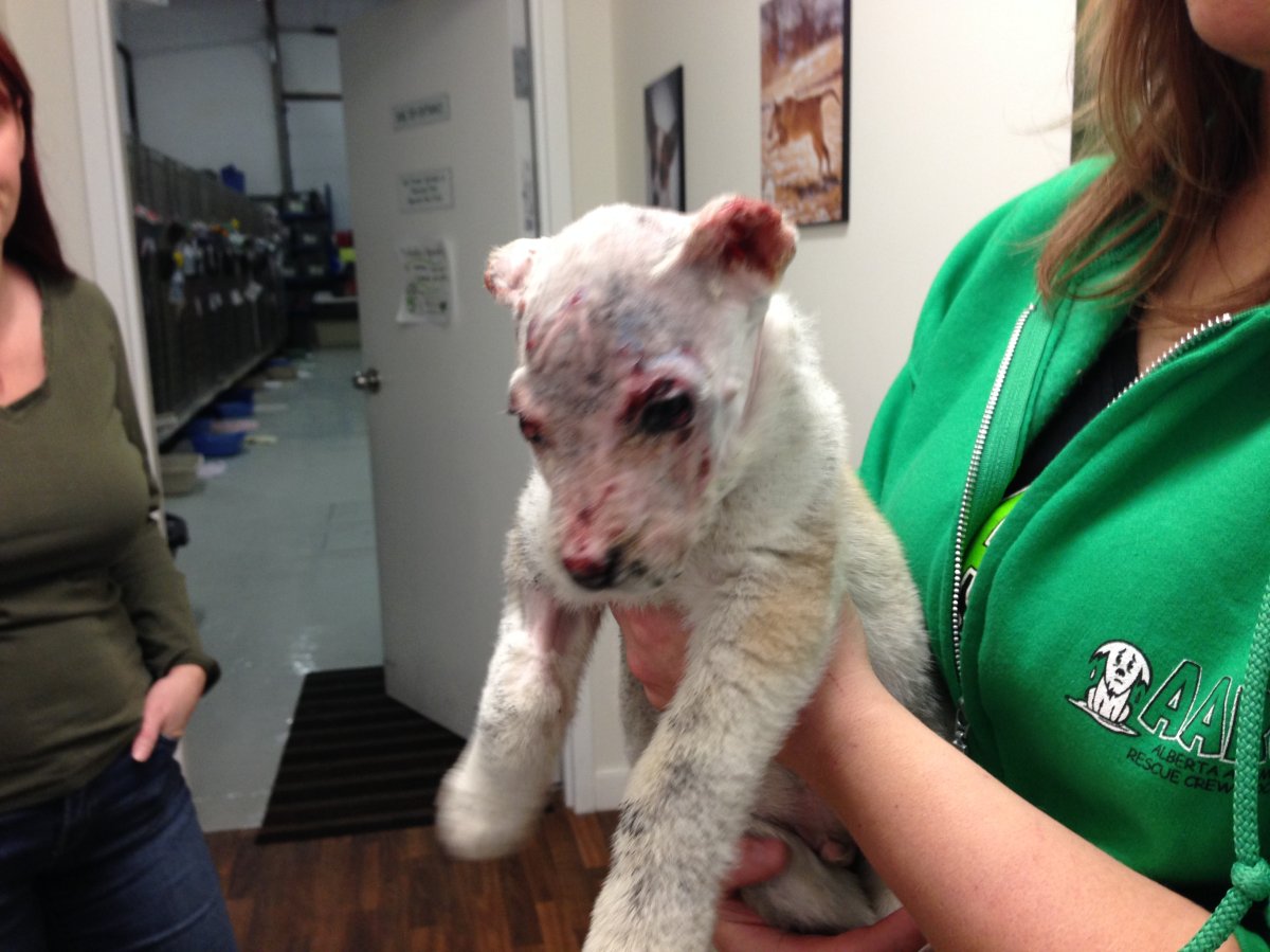 The Alberta Animal Rescue Crew Society is caring for seven week old Nero after he suffered severe facial burns.
