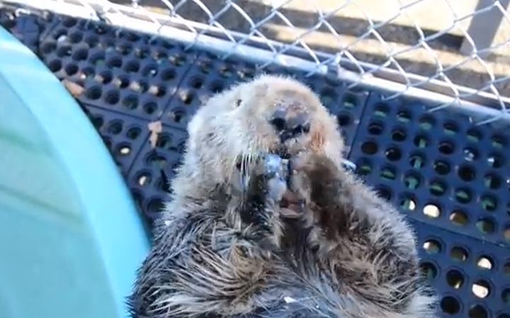 Walter, the sea otter who was found near Tofino with severe shot gun wounds, munches enthusiastically on clams at the Vancouver Aquarium's Marine Mammal Rescue Centre. 