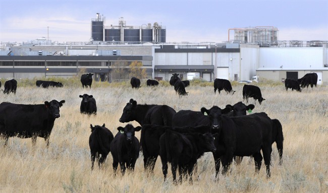 Cattle in pasture beside XL Foods' Lakeside Packers plant at Brooks, Alberta on Oct. 1st, 2012.