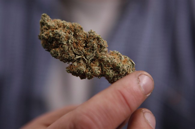 A bud of legally grown marijuana is held by a cancer patient, in Portland, Maine in an Oct.22, 2009 file photo. A gaffe by Health Canada has outed thousands of medical marijuana users.