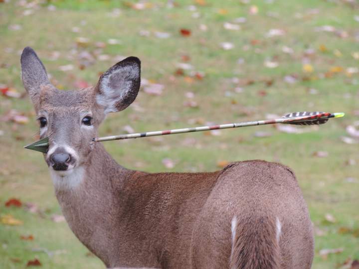 Manitoba's largest wildlife rehabilitation centre says that it is nearly at capacity and needs help, in a release on Tuesday.