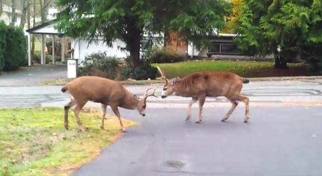 Deer fight in Nanaimo.