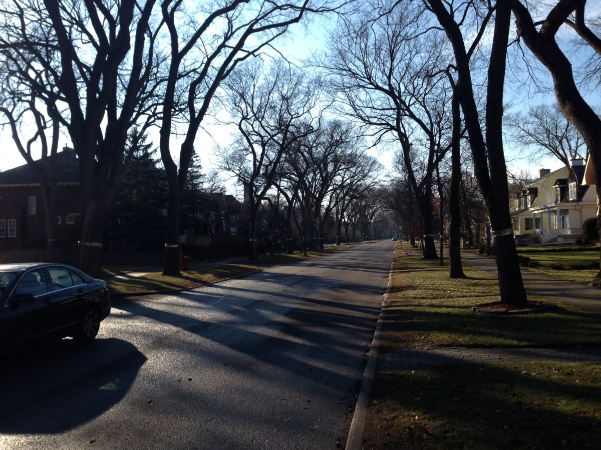 Green grass and warm temperatures, Winnipeg holds off on winter, Nov 2013.