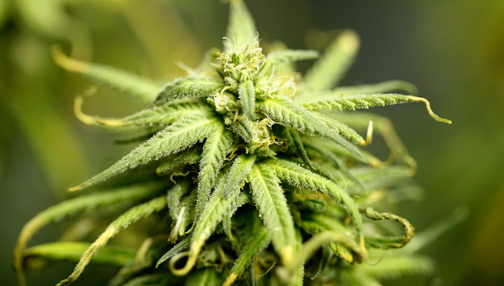 Mounties seize 191 marijuana plants, hash after grow-op busted at R.M. of Canwood residence.