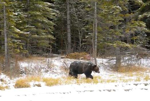 Grizzly bear 122, courtesy of Parks Canada.