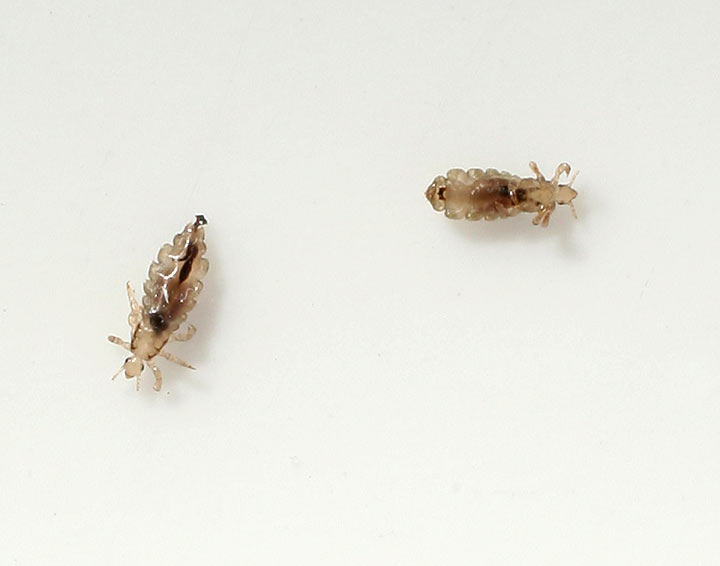 Q&A: Some . schools adopting less restrictive lice policies |  