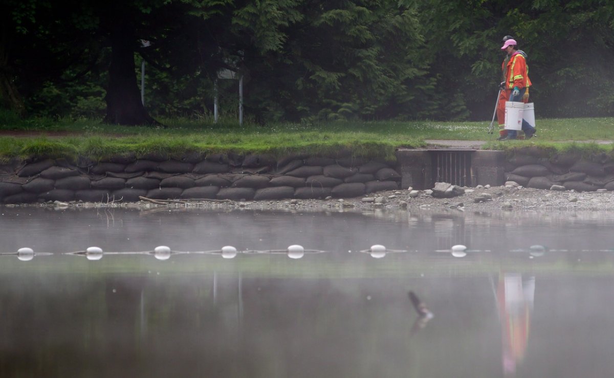 Fog hangs over the lagoon at Central Park after provincial officials and researchers from the University of British Columbia lowered the water level and caught a snakehead invasive predator fish in Burnaby, B.C., on Friday, June 8, 2012. 