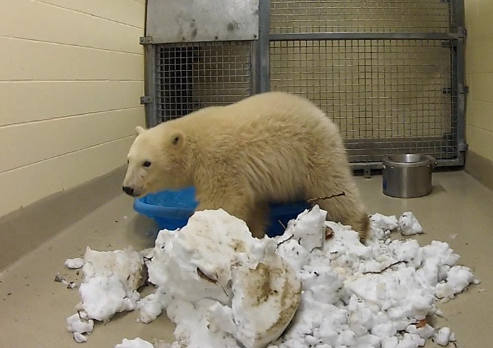 The latest polar bear to arrive at the Assiniboine Park Zoo has been named Kaska.