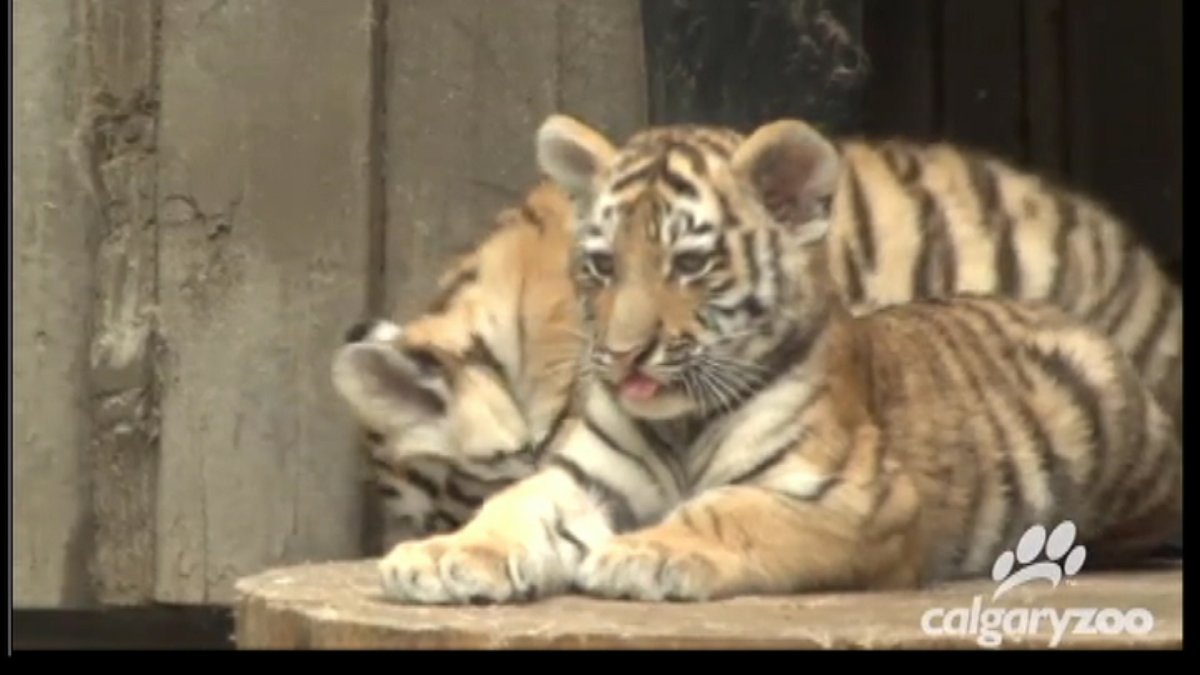 Two more Siberian tigers will soon call the Assiniboine Park Zoo home.