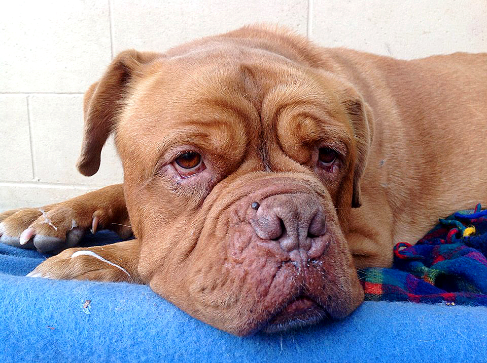 Napoleon needs your help.