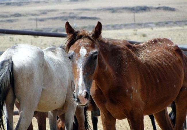 Abandoned horses continue to flood overtaxed rescues struggling to survive on fewer donations