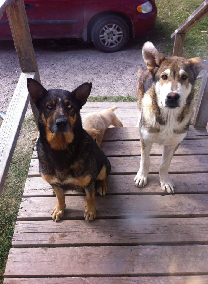 The Norway House Animal Rescue is raising funds to implant contraceptive chips in female dogs on the northern reserve. The group has put Princess, the dog on the left, up for adoption.