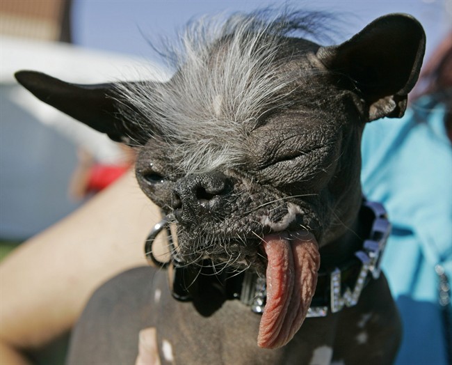 In a Friday, June 22, 2007 file photo, the Chinese Crested and Chihuahua mix dog "Elwood" won the title of World's ugliest dog of 2007 at the 2007 World's Ugliest Dog Contest, in Petaluma, Calif. 