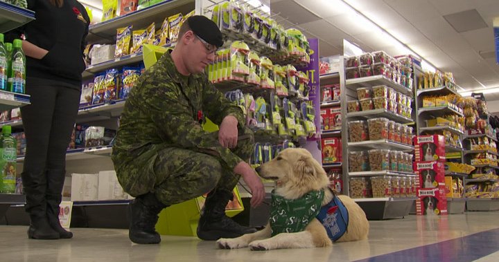 Health Canada to fund training of service dogs to help veterans with PTSD