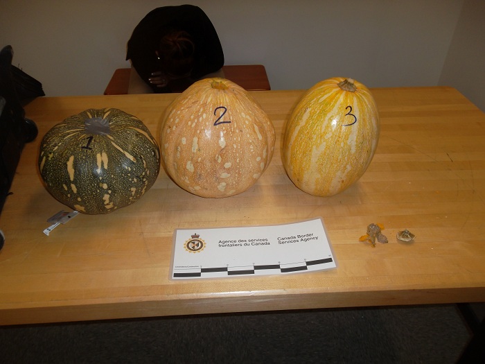 The passenger’s baggage contained three pumpkins filled with suspected cocaine.