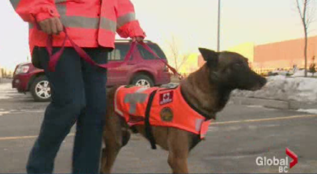 One of the Search and Rescue dogs heading over to the Philippines.