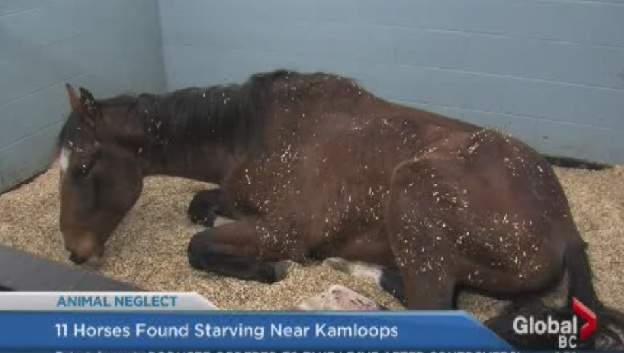 One of the horses found starving to death.