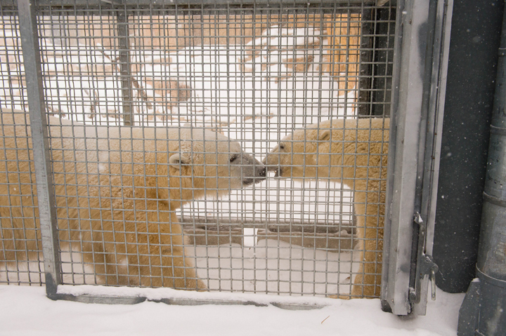 Hudson and Storm meet for the first time on Nov. 27 at the Assiniboine Park Zoo.