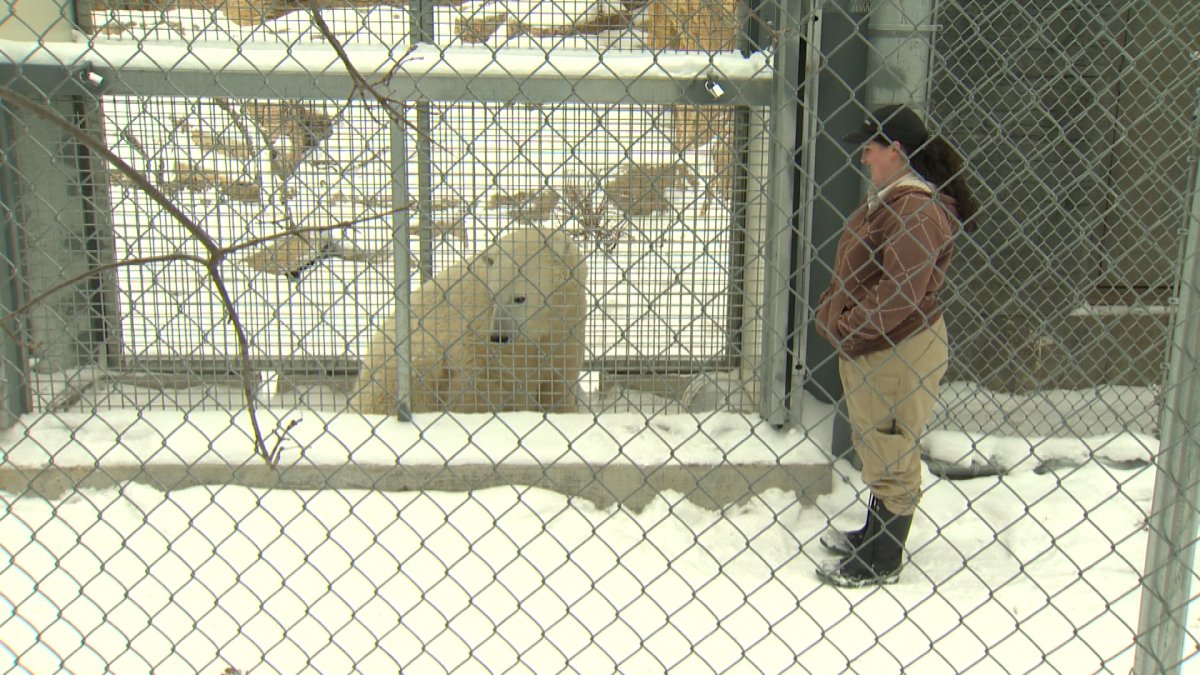 It was a warm Winnipeg welcome for a polar bear who made the journey from Churchill.