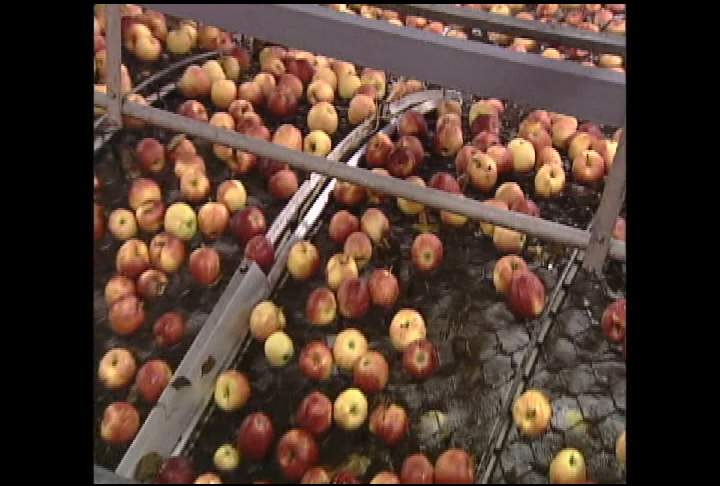 Arctic Apple fight heating up - image