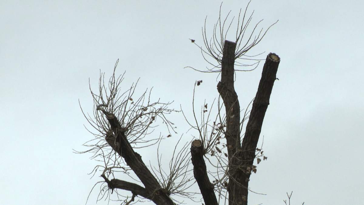 Lethbridge residents concerned over treatment of Heritage trees in the Victoria Park area.