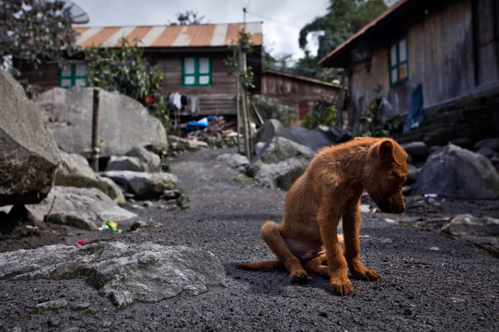 A puppy is seen at an abandoned village in Mardinding village, located just less than three kilometers from mount Sinabung on November 15, 2013 in Karo district, South Sumatra, Indonesia.