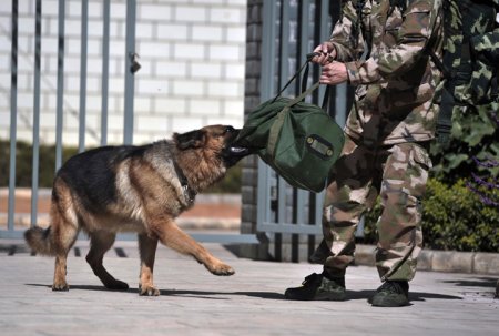 6 heartbreaking images of a veteran and his military dog saying goodbye ...