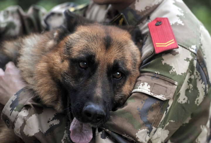 6 heartbreaking images of a veteran and his military dog saying goodbye ...