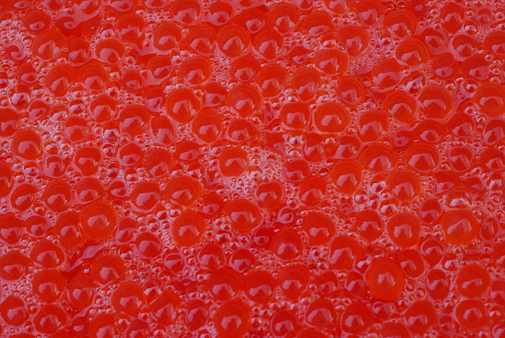 A look at wild salmon eggs. A company that produces genetically modified salmon in Prince Edward Island says it has received federal approval to make eggs on a commercial scale.