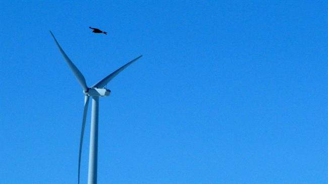 FILE - In this April 18, 2013, file photo, a golden eagle is seen flying over a wind turbine on Duke energy's top of the world wind farm in Converse County Wyo. 