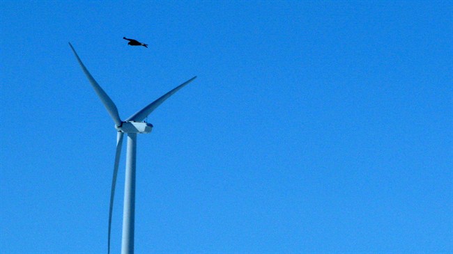 FILE - In this April 18, 2013, file photo, a golden eagle is seen flying over a wind turbine on Duke energy's top of the world wind farm in Converse County Wyo. 