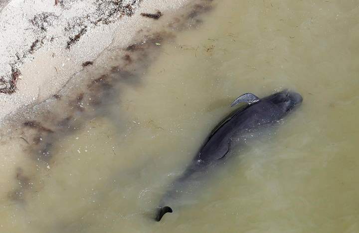 A dead pilot whale lies near the beach in a remote area of Florida’s Everglades National Park, Wednesday, Dec. 4, 2013. Federal officials say 10 of the dozens of whales stranded in Florida’s Everglades National Park are now dead. (AP Photo/Lynne Sladky)
