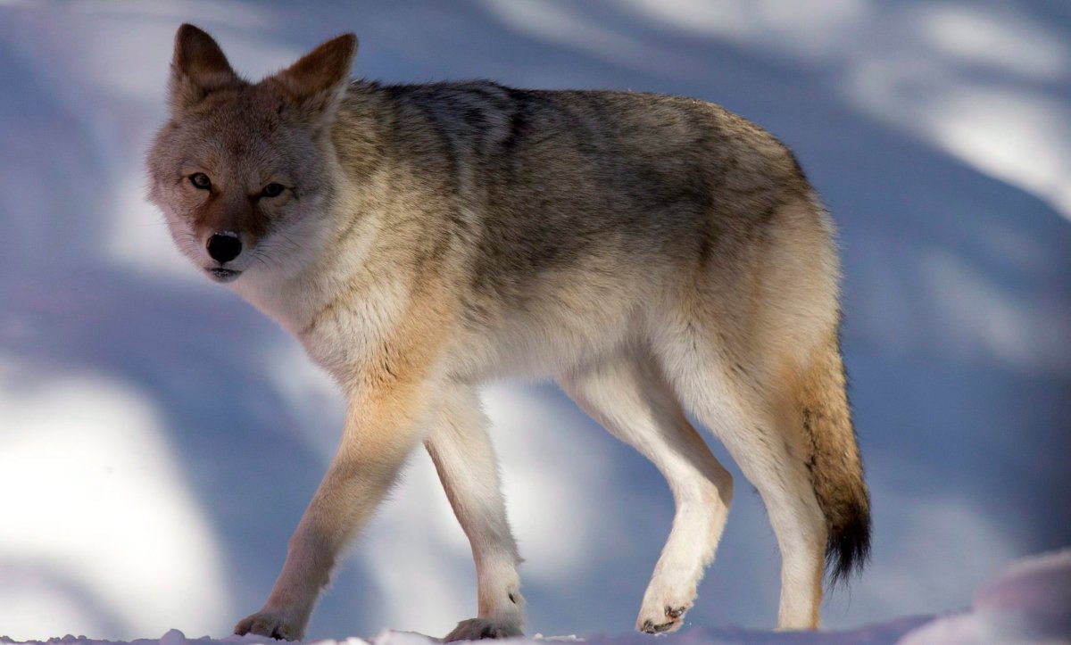 You may notice a few coyotes while you’re using the walking and ski trails at Wascana Centre this winter.