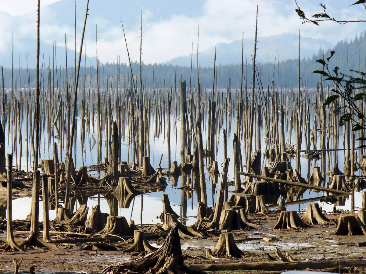 Alleged arsonist charged for string of Stave Lake wildfires - image